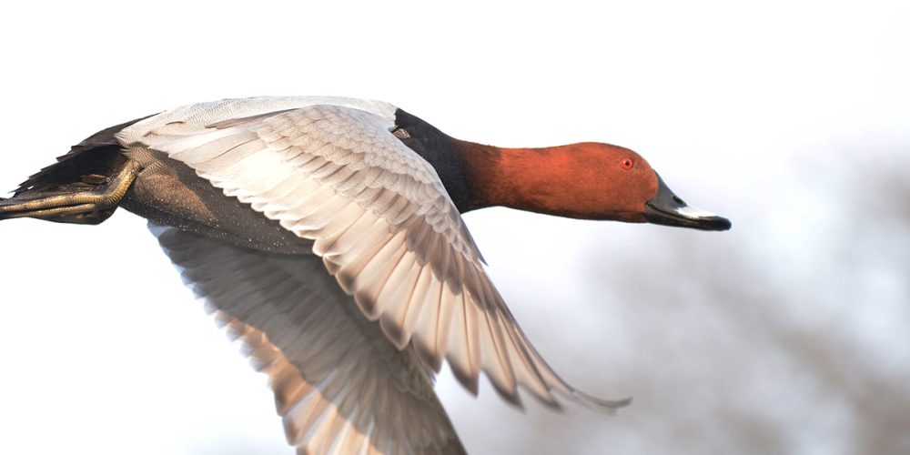 Pochard