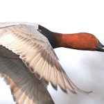 Pochard