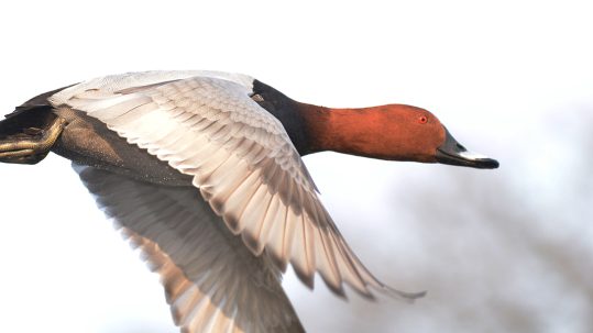 Pochard