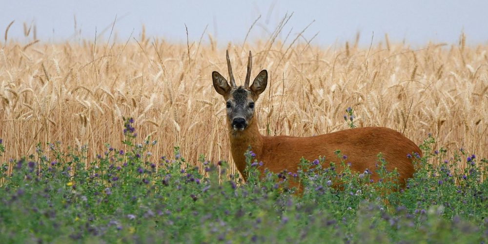 Roe_Deer