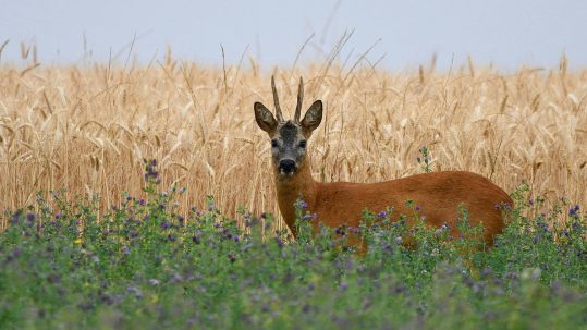 Roe_Deer