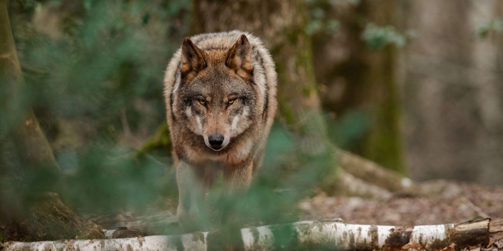 Wolf
