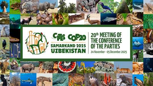 2025_CoP20