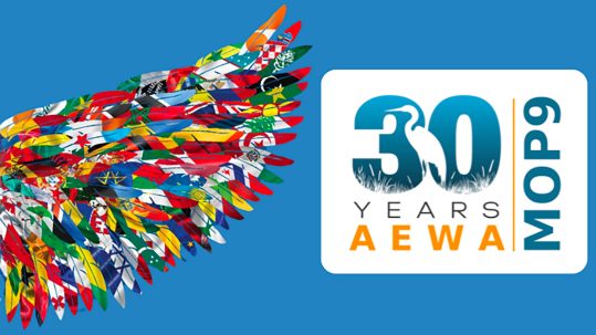 mop9-curtainraiser-featured-image