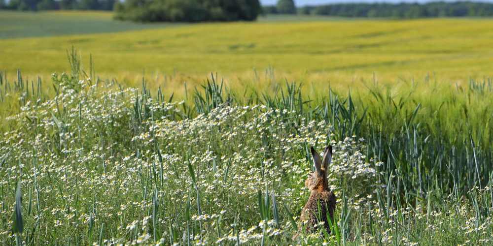 National_Report_on_Biodiversity