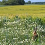 National_Report_on_Biodiversity