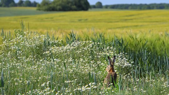 National_Report_on_Biodiversity