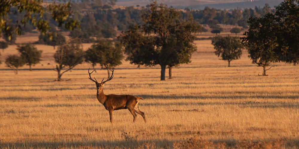 Parque-nacional-de-cabaneros