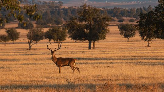 Parque-nacional-de-cabaneros
