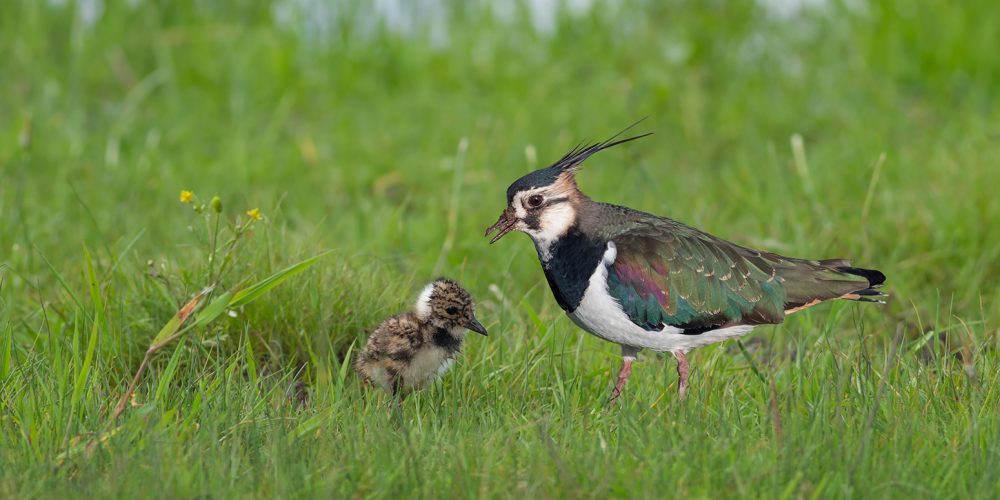 Stress_Test_Birds_Directives