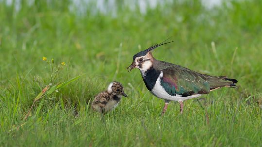 Stress_Test_Birds_Directives