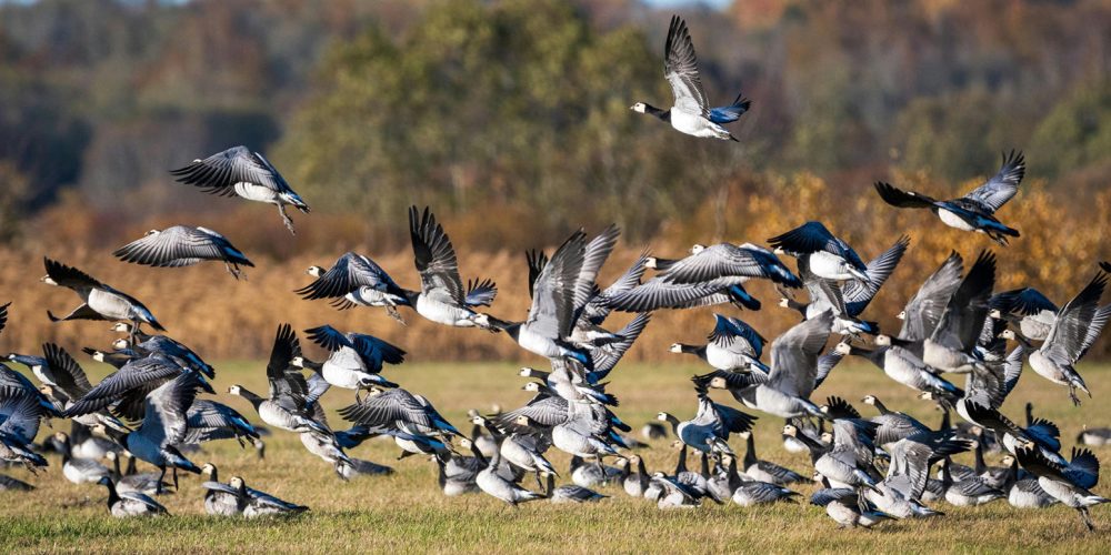 Barnacle-Goose