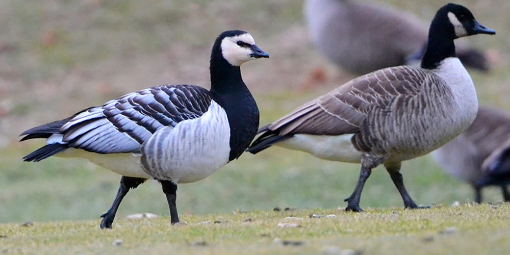 Barnacle_Goose_(Branta_leucopsis)_(16065136335)