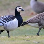 Barnacle_Goose_(Branta_leucopsis)_(16065136335)