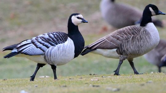 Barnacle_Goose_(Branta_leucopsis)_(16065136335)