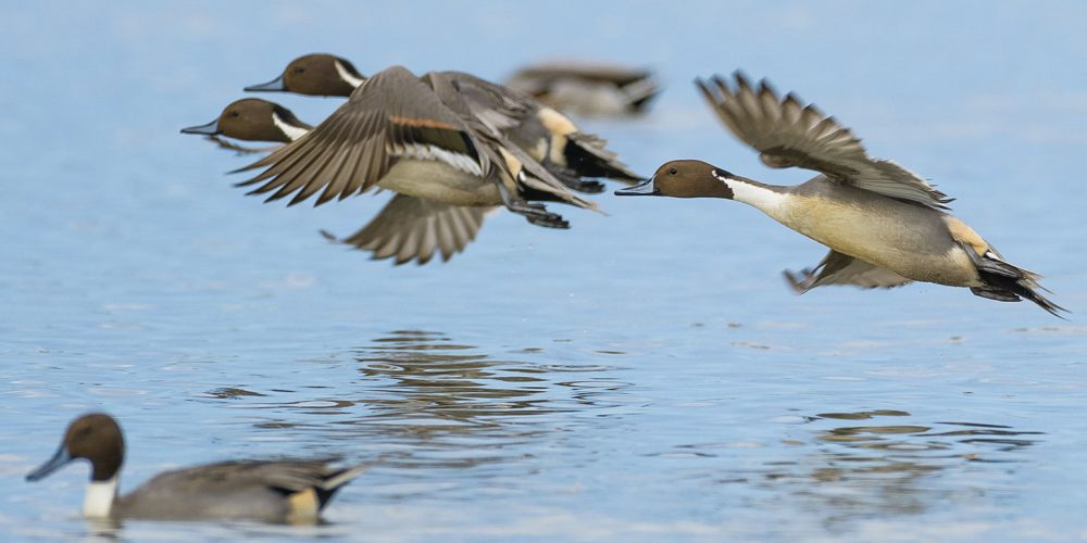 Northern_Pintail
