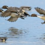 Northern_Pintail
