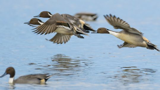 Northern_Pintail
