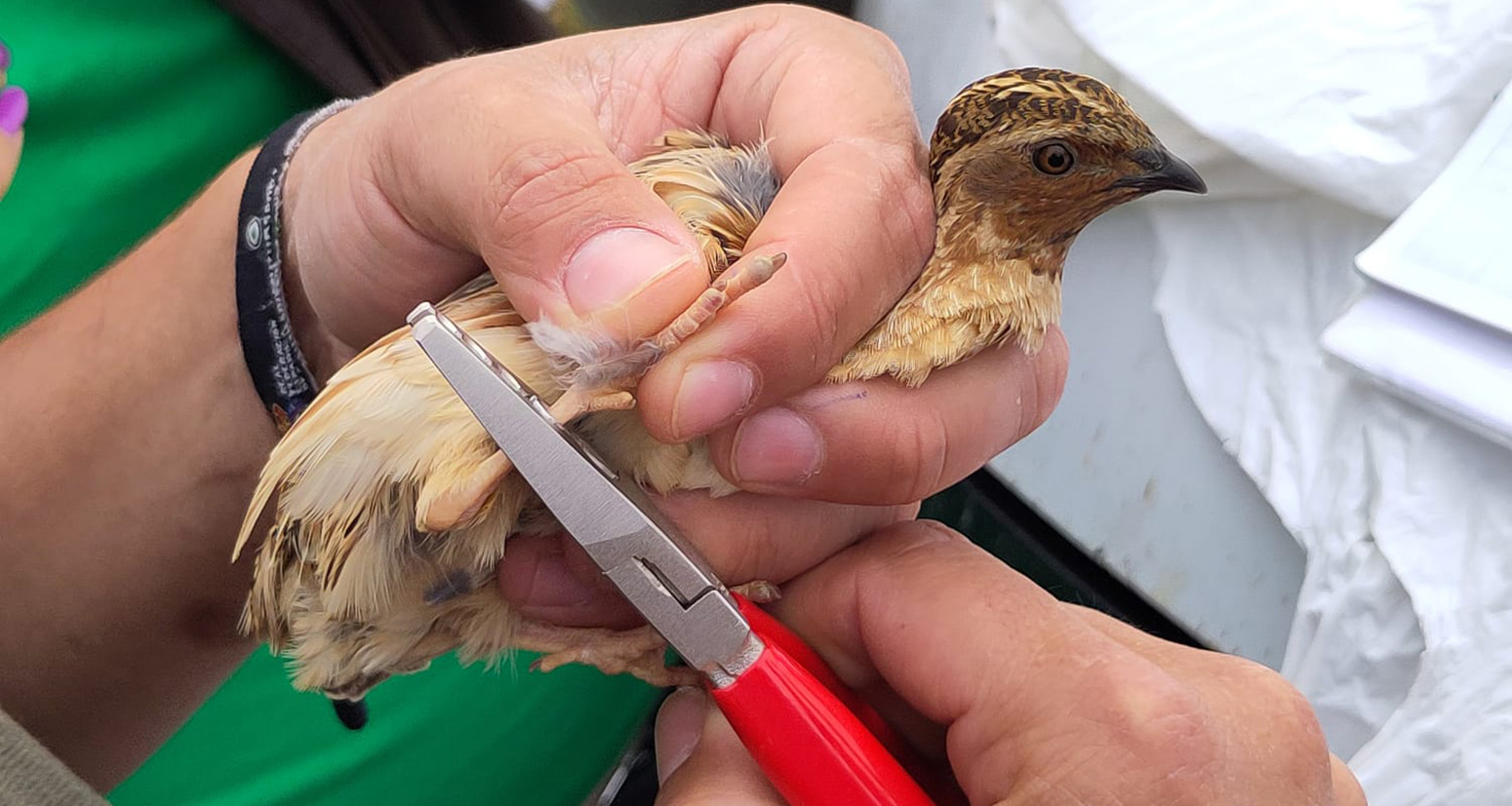 Quail_1