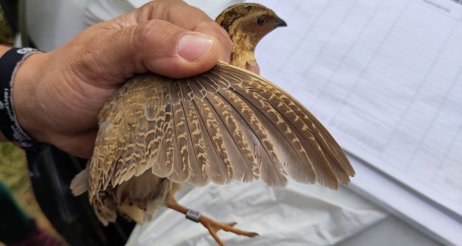 Quail_4