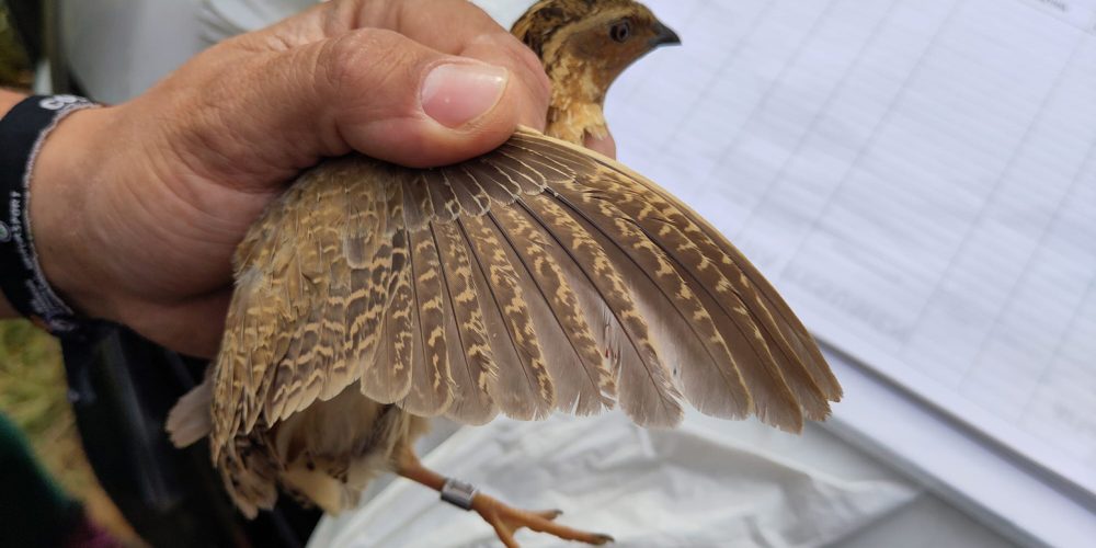 Quail_4
