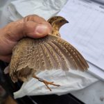 Quail_4