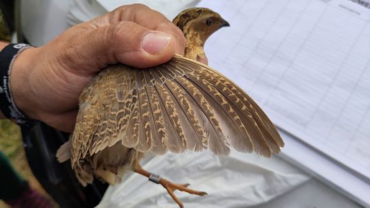 Quail_4