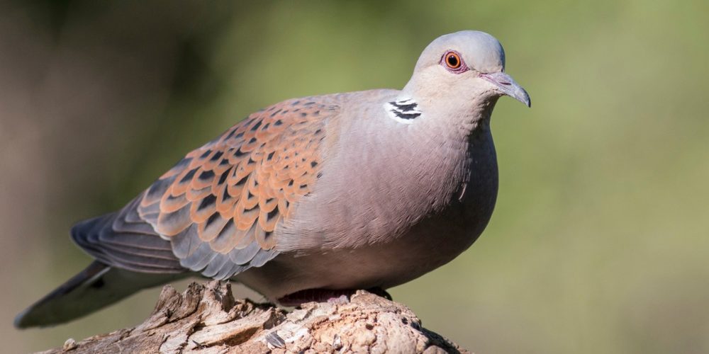 Turtle_Dove