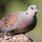 Turtle_Dove
