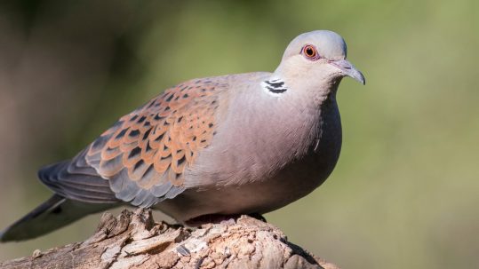 Turtle_Dove