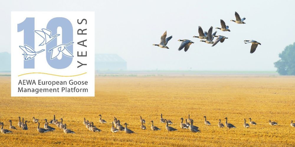 AEWA_European_Goose_Management