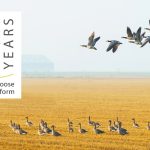 AEWA_European_Goose_Management