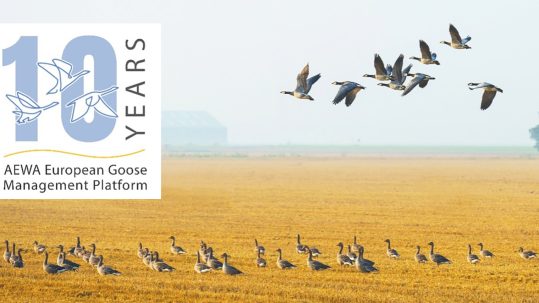 AEWA_European_Goose_Management