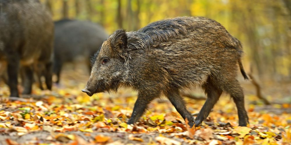 New_Study_Sustainable_Wildlife