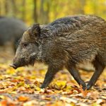 New_Study_Sustainable_Wildlife