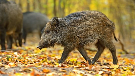 New_Study_Sustainable_Wildlife