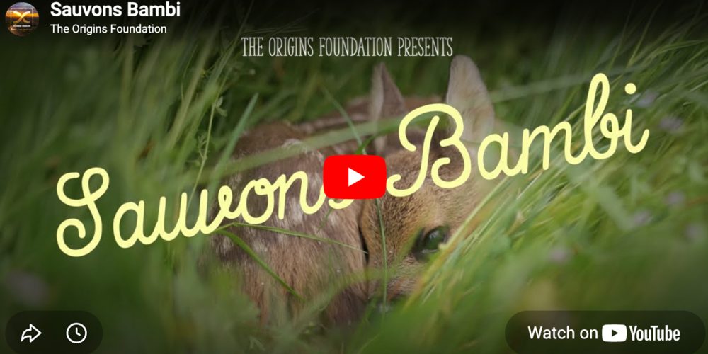 Savons_Bambi