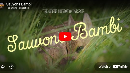 Savons_Bambi