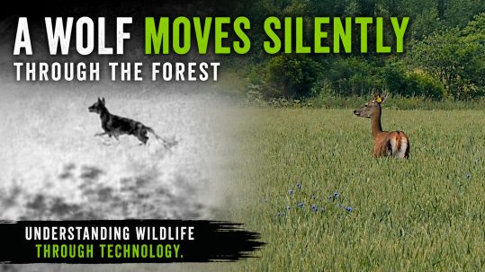 Why-Thermal-Imaging-Is-Changing-Wildlife-Monitoring