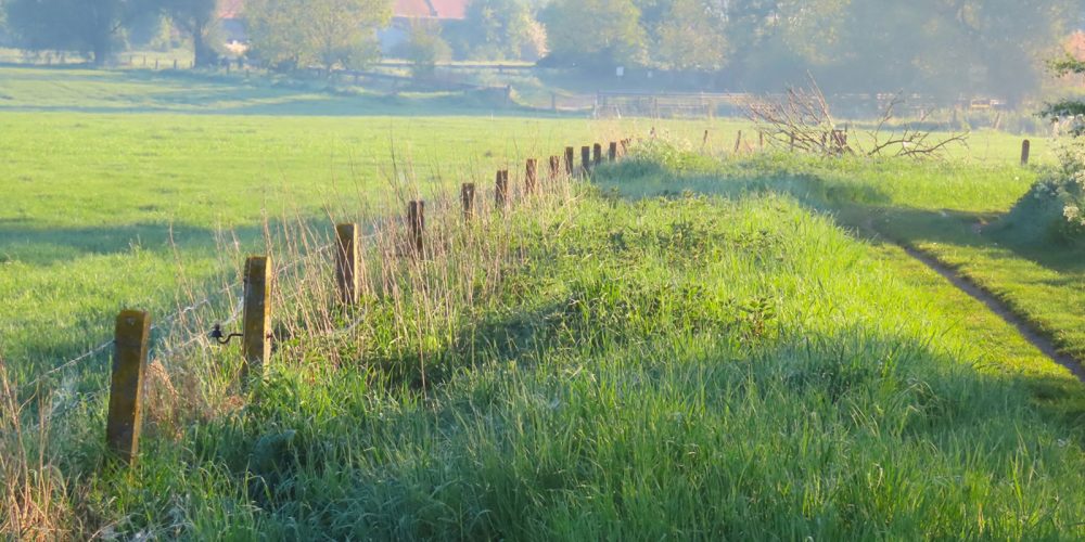 BDM_Grey-Partridge-Returns-to-the-Agricultural-Landscape-of-Greater-Poland_3