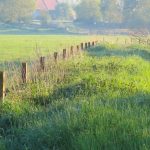 BDM_Grey-Partridge-Returns-to-the-Agricultural-Landscape-of-Greater-Poland_3