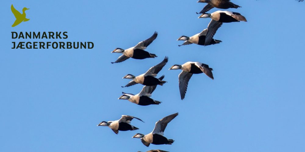 Danish_Hunters_Eider_Monitoring