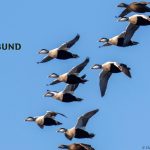 Danish_Hunters_Eider_Monitoring