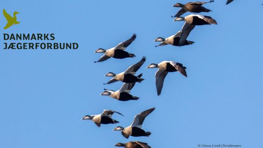 Danish_Hunters_Eider_Monitoring