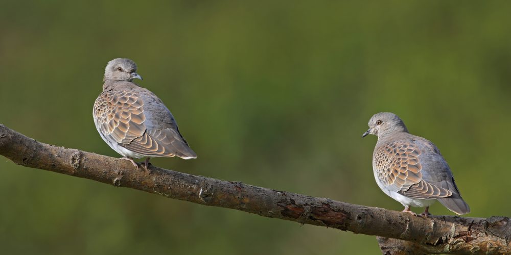 Turtle_Dove_Report