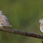 Turtle_Dove_Report