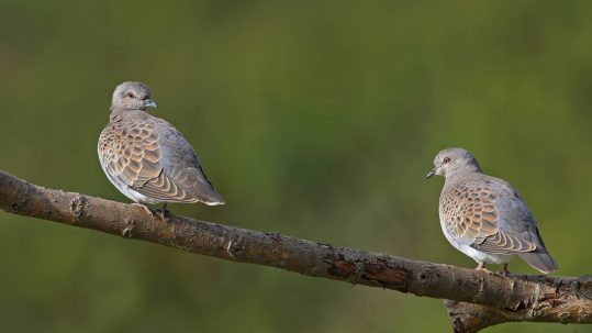 Turtle_Dove_Report