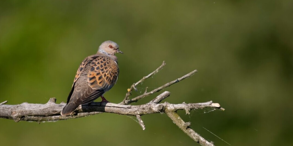 turtle-dove-branch-final