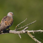turtle-dove-branch-final